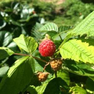 May 1st. 树莓(Raspberry)初长成