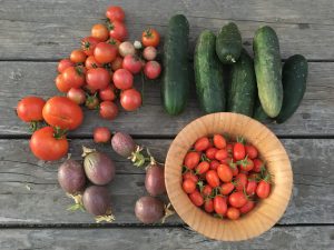 7.24 今年收成惨淡的西红柿。黄瓜也快没了。百香果开始陆续紫了，慢慢收集做果酱。