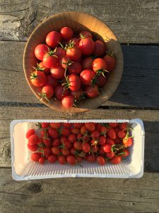 2016-8-11 估计差不多最后几次收西红柿了